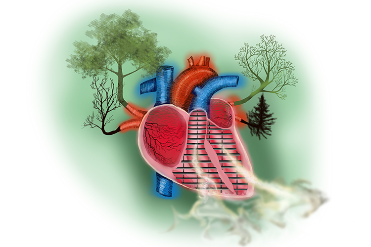mnemonic of heart chamber showing ventricles at the top and atriums at the bottom